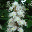 Aesculus hippocastanum 'Pyramidalis' fleur